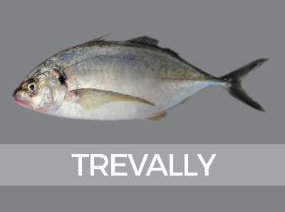 trevally-172